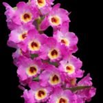 Fragrant - Dendrobium Bridal Red 'Celebration’ (4” pot)