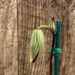 In Spike Paph. Wardil 'Gigantor' x Wardii Album 'Majestic' (4” pot)