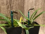 IN SPIKE Paph. Henryanum 'Dark Nick x Kita' x Charlesworthii 'Miao Hua' x 'MH-Chili’ (3.5” Pot) - Image 7