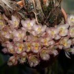 Fragrant Clowesia Rebecca Northen 'Grapefruit Pink' (2.25” pot)