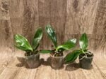 Fragrant Phalaenopsis amboinensis ‘Nicole’ x self (3” Pot) - Image 2