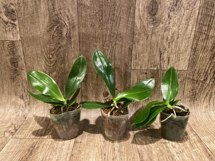 Fragrant Phalaenopsis amboinensis ‘Nicole’ x self (3” Pot) - Image 2