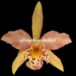 In Bud/ Bloom Rby. Copper Queen (2.5” Pot)