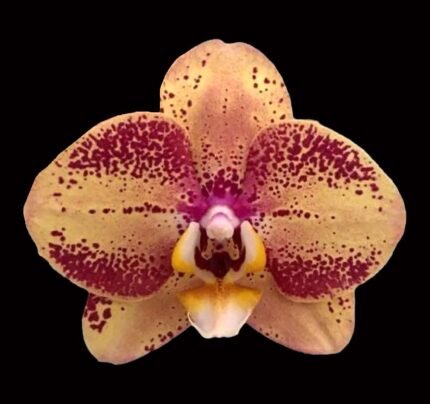 Phalaenopsis OX Luna Rosa '3066' (3" pot)