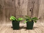 In Spike/ Bud - Paph. Xanthophyllum (volonteanum x mastersianum) (3.5” pot) - Image 3