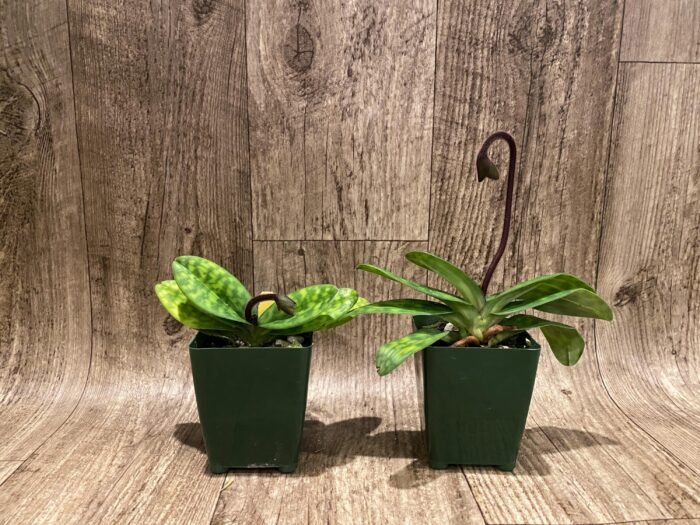 In Spike/ Bud - Paph. Xanthophyllum (volonteanum x mastersianum) (3.5” pot) - Image 3