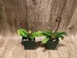In Spike/ Bud - Paph. Xanthophyllum (volonteanum x mastersianum) (3.5” pot) - Image 4
