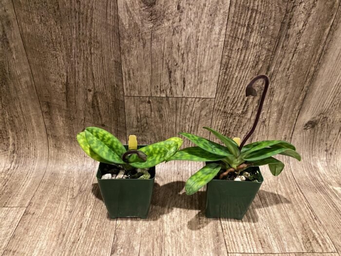 In Spike/ Bud - Paph. Xanthophyllum (volonteanum x mastersianum) (3.5” pot) - Image 4
