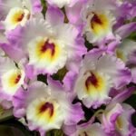 Fragrant - Dendrobium Sweet Pinky 'Love' (White Rabbit x Sky Rose) (4” pot)