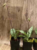 In Spike Paph. urbanianum x acmodontum (3.5” pot) - Image 4