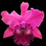 Cattleya Blc. Haw Yuan Rose