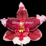 Oncidium Martin Leather 'Berrylicious'