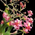 Mini Oncidium Twinkle ‘Red Fire’ (3.5” Pot)