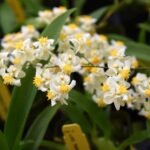 Mini Oncidium Twinkle ‘White Shower’ (3.5” Pot)