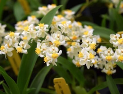 Mini Oncidium Twinkle ‘White Shower’ (3.5” Pot)