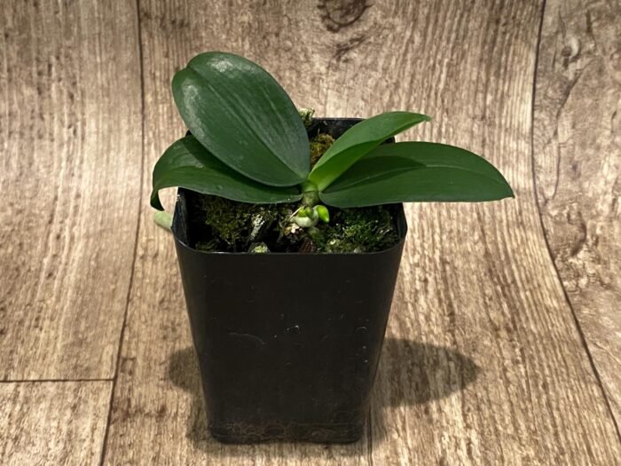 Fragrant Phalaenopsis lobbii (2” Pot) - Image 2