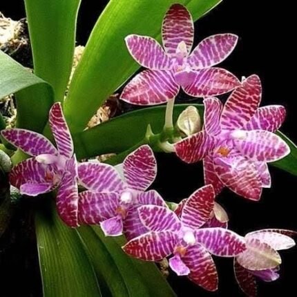Fragrant Phalaenopsis lueddemanniana (2” Pot)