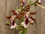 In Spike Odontocidium Everglades Elegance ‘Nancy Lee’ HCC/AOS (3.5” Pot) - Image 2