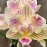 Double Spikes Phalaenopsis I-Hsin Seven Fairy ‘Peloric’ (3.5” Pot)