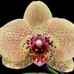 Double Spikes Phalaenopsis I-Hsin Picachu (4.5" pot)