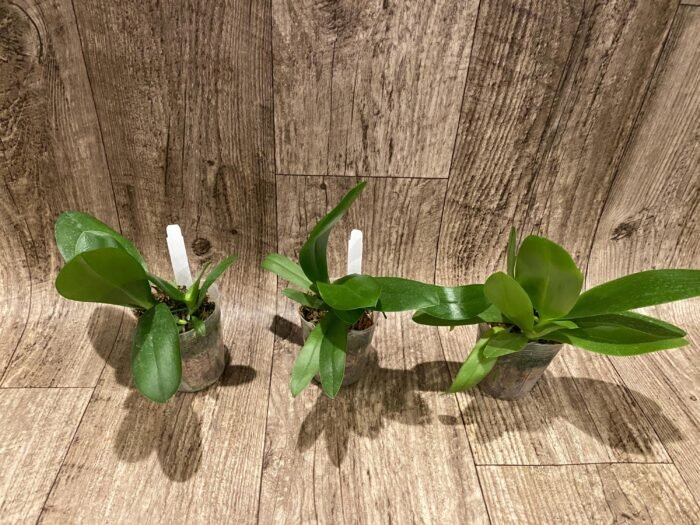 Double Plants Very Fragrant - Phalaenopsis Sapphire's Galah (P. Purple Martin x P. violacea) (3” Pot) - Image 3