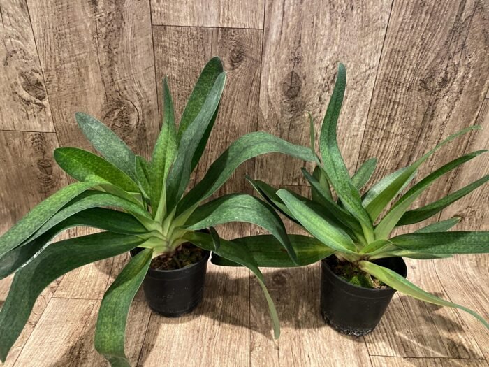 Paph. Bellatum (Gomatizer x Smile of Magician) x Rothschildianum (Mighty x Red Baron) (3 Growths, 5” pot) - Image 2