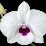 In Spike Dendobium Natachi White (3.5” Pot)