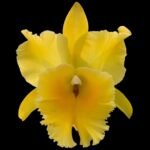 In Sheath Cattleya Rlc. Golden Godzilla (5” pot)