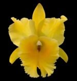 In Sheath Cattleya Rlc. Golden Godzilla (5” pot)