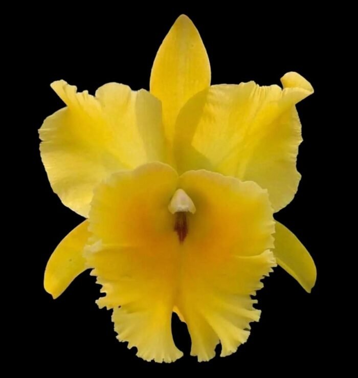In Sheath Cattleya Rlc. Golden Godzilla (5” pot) - Image 1