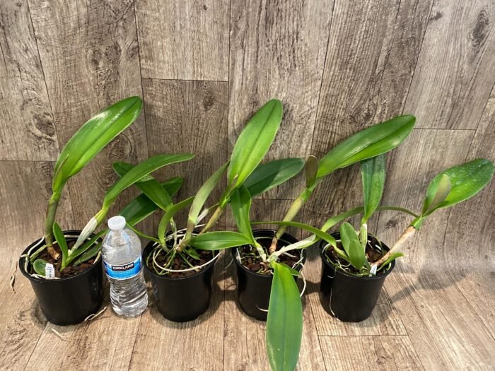 In Sheath Cattleya Rlc. Golden Godzilla (5” pot) - Image 3