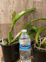 In Sheath Cattleya Rlc. Golden Godzilla (5” pot) - Image 4