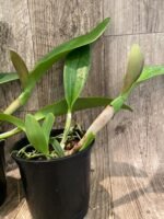 In Sheath Cattleya Rlc. Golden Godzilla (5” pot) - Image 7