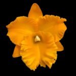 In Sheath Rlc. Siam Pacific Delight (5” pot)