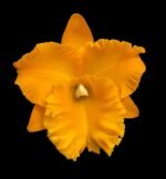In Sheath Rlc. Siam Pacific Delight (5” pot)