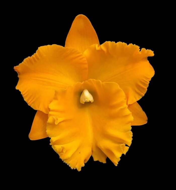 In Sheath Rlc. Siam Pacific Delight (5” pot) - Image 1