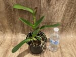 In Sheath Rlc. Siam Pacific Delight (5” pot) - Image 3