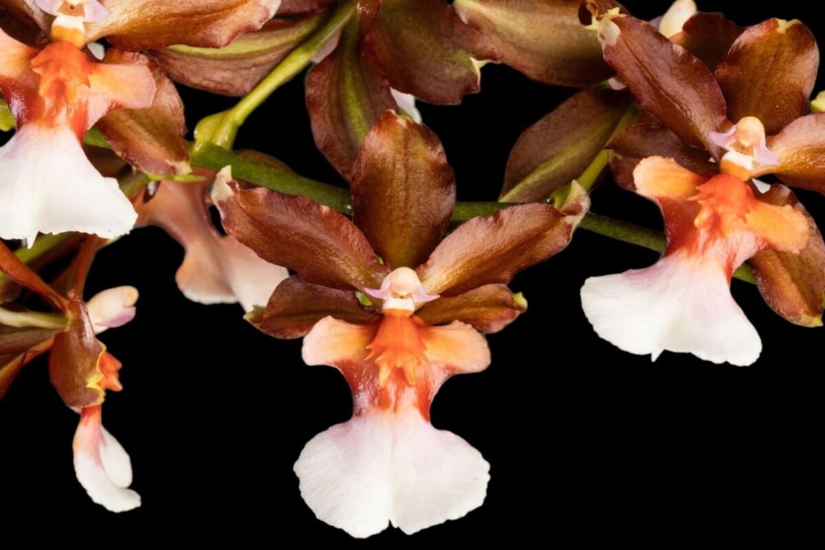 PAPH. (MULTI FLORAL) - Everything Orchids