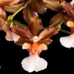 Tall Spike Oncidium Copper Scarab 'Brass Brethren' (3.5” pot)