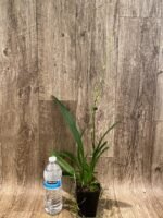 Tall Spike Oncidium Copper Scarab 'Brass Brethren' (3.5” pot) - Image 3