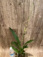 Tall Spike Oncidium Copper Scarab 'Brass Brethren' (3.5” pot) - Image 4