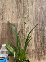 Tall Spike Oncidium Copper Scarab 'Brass Brethren' (3.5” pot) - Image 5