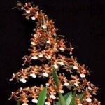 Tall Spike Oncidium Copper Scarab 'Brass Brethren' (3.5” pot) - Image 2