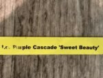 Lc. Purple Cascade 'Sweet Beauty' Blooming Size (3.5” Pot) - Image 8
