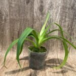 Rare Phrag . Acker's Marvel ( phrag. Waunakee Wonder 'High Point' x kovachii 'Ken')) (4.5" pot)