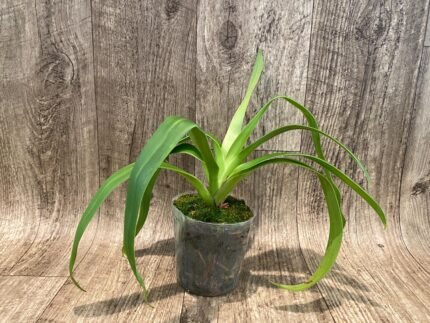 Rare Phrag . Acker's Marvel ( phrag. Waunakee Wonder 'High Point' x kovachii 'Ken')) (4.5" pot)