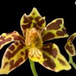 Gram. scriptum × sib (short spike mutant) (3.5” pot)