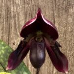 In Spike Paphiopedilum QF Voodoo × Shadow Boxer (3.5” pot)