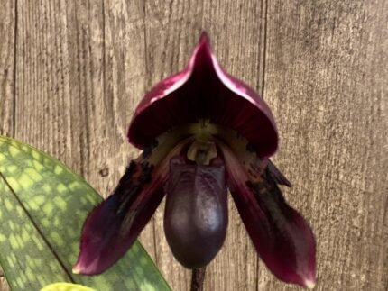 In Spike Paphiopedilum QF Voodoo × Shadow Boxer (3.5” pot)