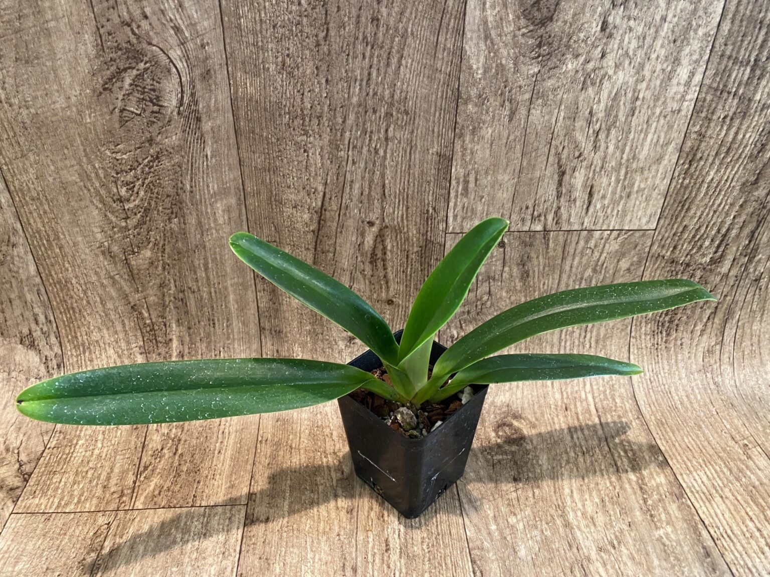 PAPH. (MULTI FLORAL) - Everything Orchids